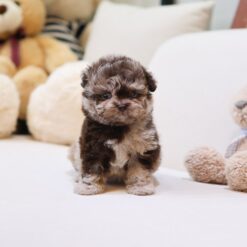 Teacup Poodle Female [Toffee]
