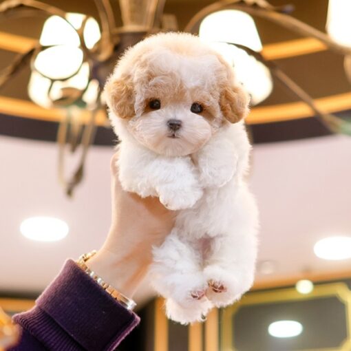 Teacup Poodle Female [Neocheu]
