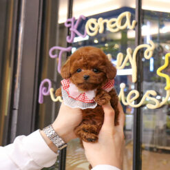 Teacup Poodle Male [Lalla]