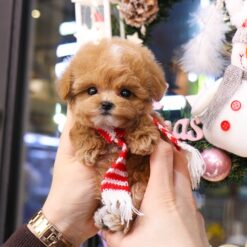Teacup Poodle Male [Jantteuk]