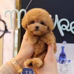 Teacup Poodle Female [Baegu]