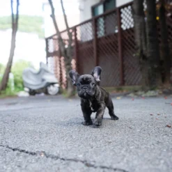 Mini French bulldog Female [Jude]