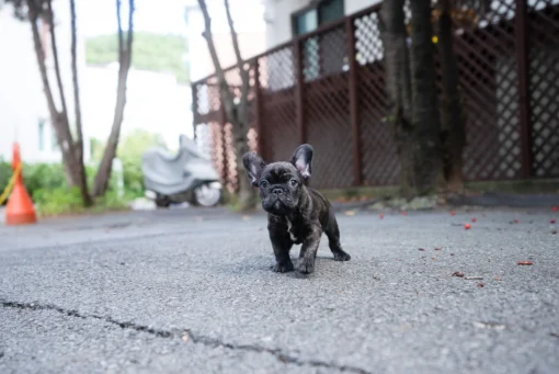 Mini French bulldog Female [Jude]