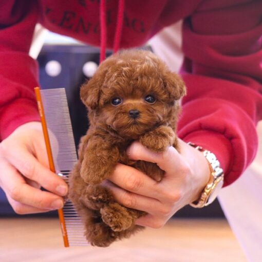 Teacup Poodle Male [Ruppang]
