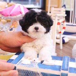 Teacup Poodle Male [Rubong]