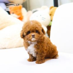Teacup Poodle Female[Jaboo]