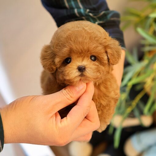 Teacup Poodle Female [Tomo]