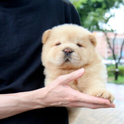 Mini Chow Chow Female [Gomsoon]