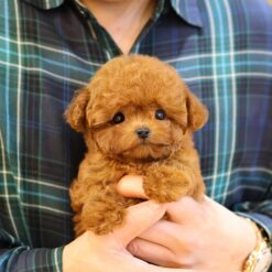 Teacup Poodle Female [Nimo]