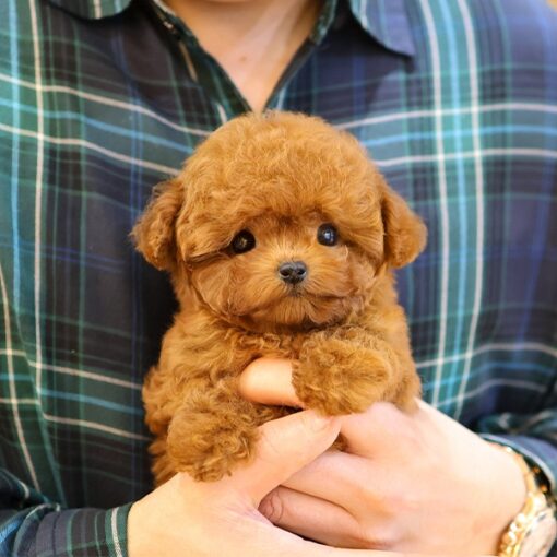 Teacup Poodle Female [Nimo]