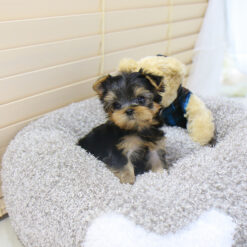 Teacup Yorkie Male [Danso]