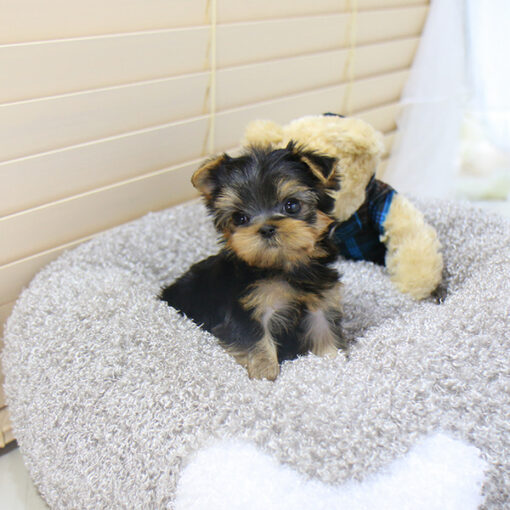 Teacup Yorkie Male [Danso]