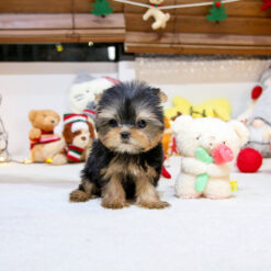 Teacup Yorkie Female [Raya]