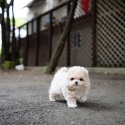 Teacup Maltipoo Female [Ozzy]