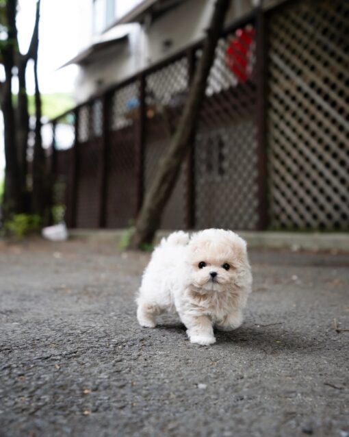 Teacup Maltipoo Female [Ozzy]