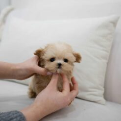 Teacup Maltipoo Male [Pablo]