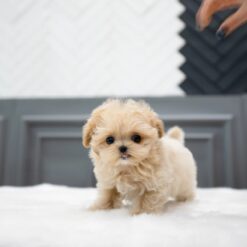 Teacup Maltipoo Female [Sofia]