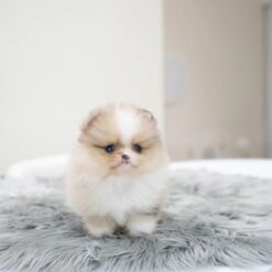 Teacup Pomeranian Male [Loyal]