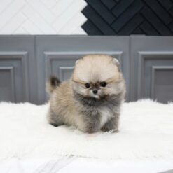 Teacup Pomeranian Female [Stacy]
