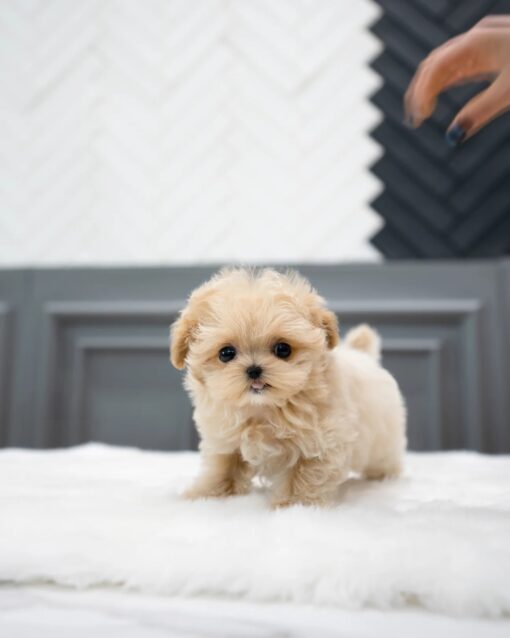 Teacup Maltipoo Female [Sofia]
