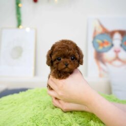 Teacup Poodle Female [Cora]