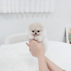 Teacup Pomeranian Male [Sam]