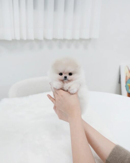 Teacup Pomeranian Male [Sam]