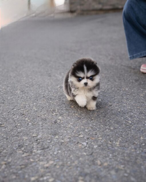 Teacup Pomsky Male [Foufou]