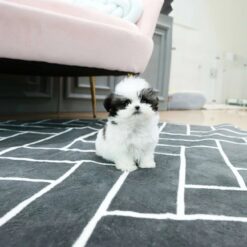 Teacup Maltipoo Male [Romio]