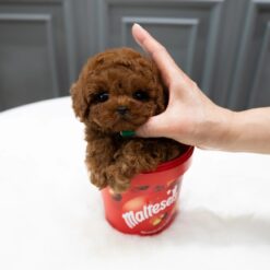 Teacup Poodle Female [Ruby]