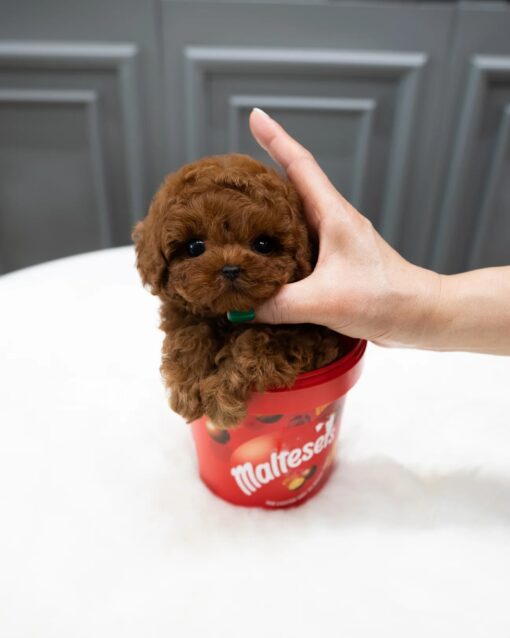 Teacup Poodle Female [Ruby]