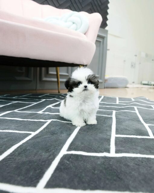 Teacup Maltipoo Male [Romio]