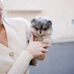 Teacup Pomeranian Female [Esther]