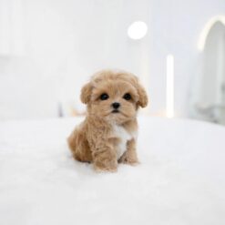 Teacup Maltipoo Female [Rory]