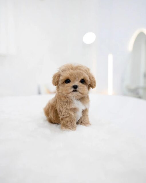 Teacup Maltipoo Female [Rory]