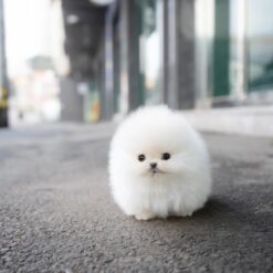 Teacup Pomeranian Male [Snow]