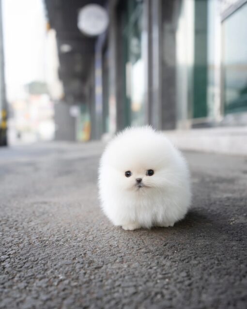 Teacup Pomeranian Male [Snow]