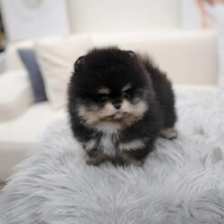 Teacup Pomeranian Male [Ryan]