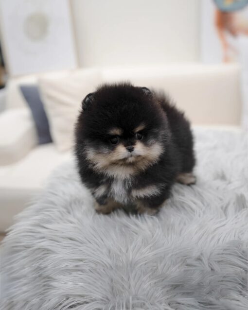 Teacup Pomeranian Male [Ryan]
