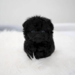 Teacup Maltipoo Female [Bin]