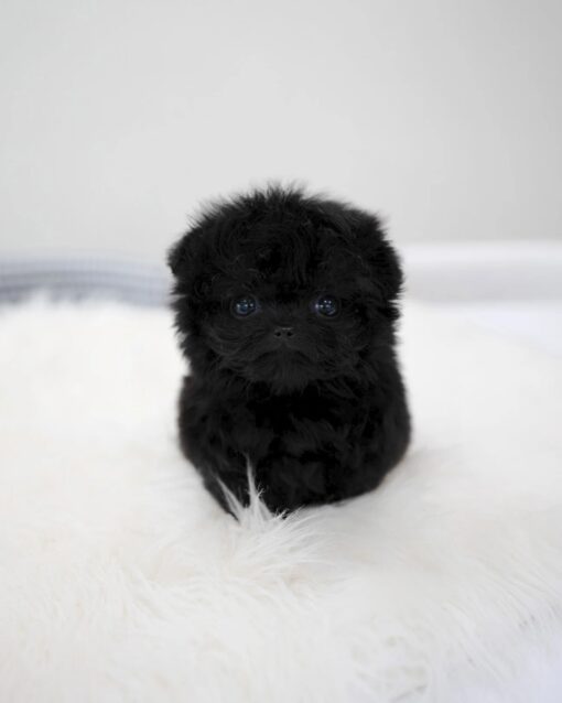 Teacup Maltipoo Female [Bin]