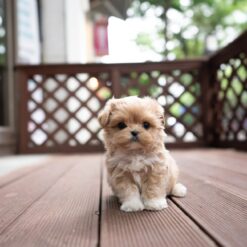Teacup Maltipoo Male [Harry]