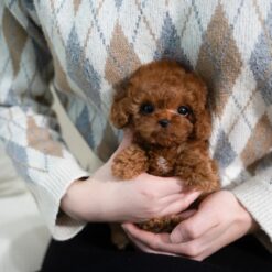 Teacup Poodle Male [Dion]