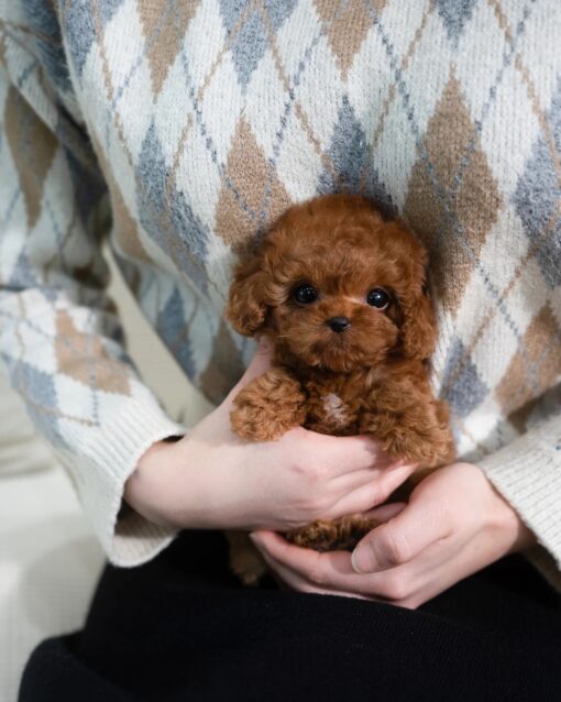 Teacup Poodle Male [Dion]