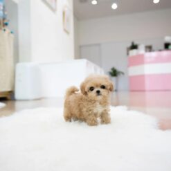 Teacup Maltipoo Male [Benji]
