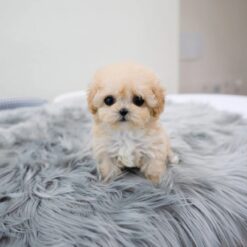 Teacup Maltipoo Female [Clover]