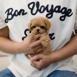 Teacup Maltipoo Female [Amber]