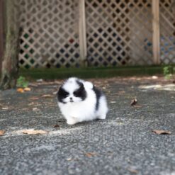 Teacup Pomeranian Female [Nora]