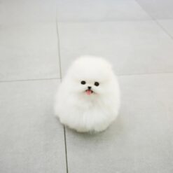 Teacup Pomeranian Male [Popy]