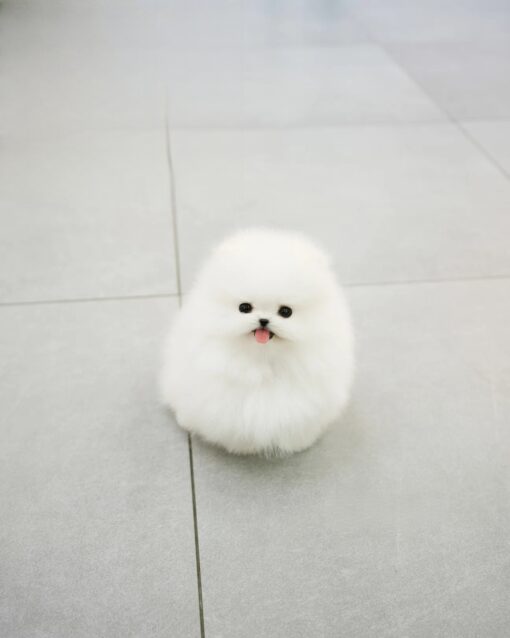 Teacup Pomeranian Male [Popy]
